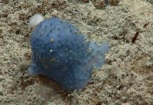 ¡Increíble! Aparece extraña criatura en el fondo del mar caribe ¡Increíble! Aparecen extrañas criaturas en el fondo del mar caribe