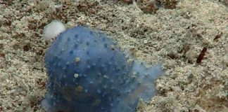 ¡Increíble! Aparecen extrañas criaturas en el fondo del mar caribe