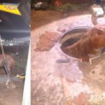 Se viraliza un caballo atorado en Querétaro, México