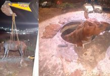 Se viraliza un caballo atorado en Querétaro, México