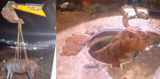 Se viraliza un caballo atorado en Querétaro, México