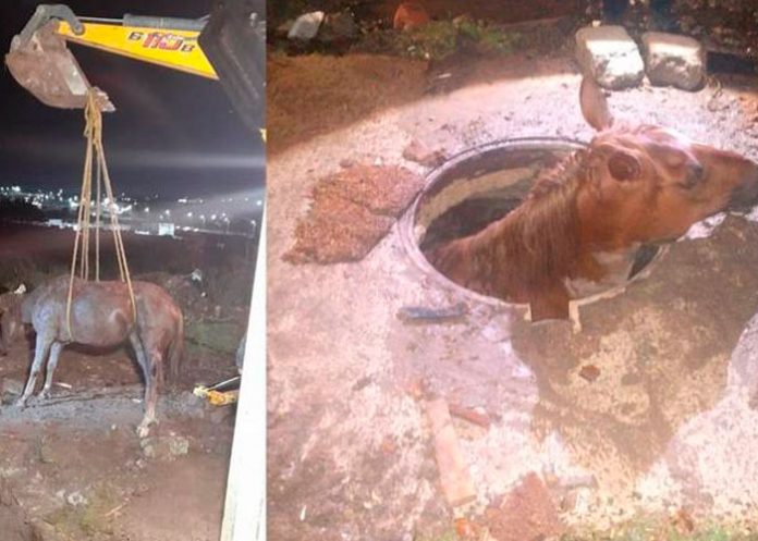Se viraliza un caballo atorado en Querétaro, México