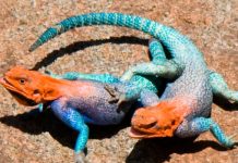 Encuentran en Puerto Rico una maravillosa especie de "lagarto de fuego"