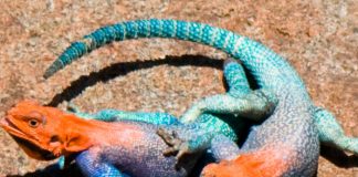 Encuentran en Puerto Rico una maravillosa especie de "lagarto de fuego"