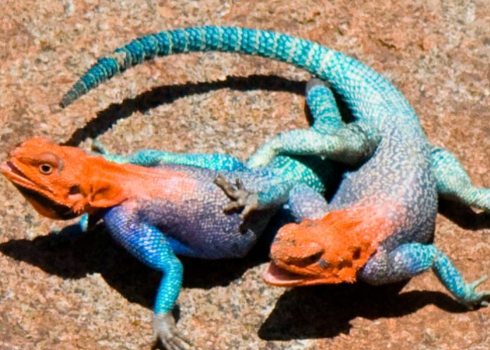 2 Encuentran en Puerto Rico una maravillosa especie de