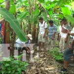 INTA promueve técnicas de producción de plátano en Ometepe INTA promueve técnicas de producción de plátano en Ometepe