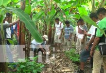 INTA promueve técnicas de producción de plátano en Ometepe INTA promueve técnicas de producción de plátano en Ometepe