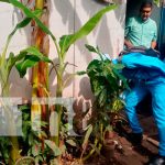 Firme inspección casa a casa contra criaderos de mosquitos en Managua : MINSA mantiene firme la inspección contra los criaderos de mosquitos en Managua