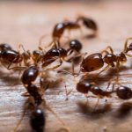 El secreto de como aumenta su vida útil la hormiga reina