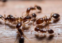 El secreto de como aumenta su vida útil la hormiga reina