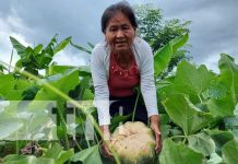 Productores implementan nuevas tecnologías agropecuarias en Totogalpa Productores implementan nuevas tecnologías agropecuarias en Totogalpa