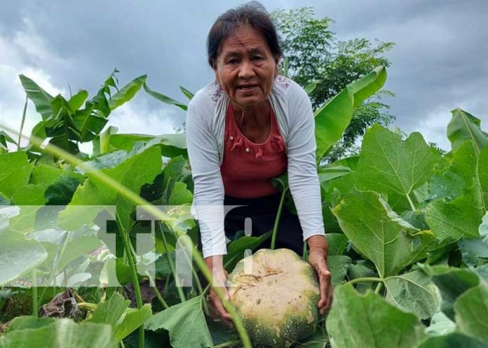 2 Productores implementan nuevas tecnologías agropecuarias en Totogalpa