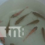 MINED inauguró Estanque de Cultivo de Tilapia en León MINED inauguró Estanque de Cultivo de Tilapia en León