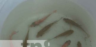 MINED inauguró Estanque de Cultivo de Tilapia en León