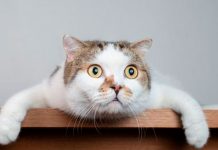 ¿Quieres hablar con tu gato? Esta aplicación «promete» hacerlo posible ¿Quieres hablar con tu gato? Esta aplicación "promete" hacerlo posible