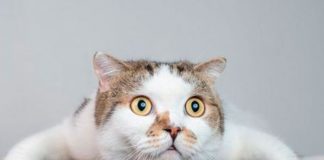 ¿Quieres hablar con tu gato? Esta aplicación "promete" hacerlo posible