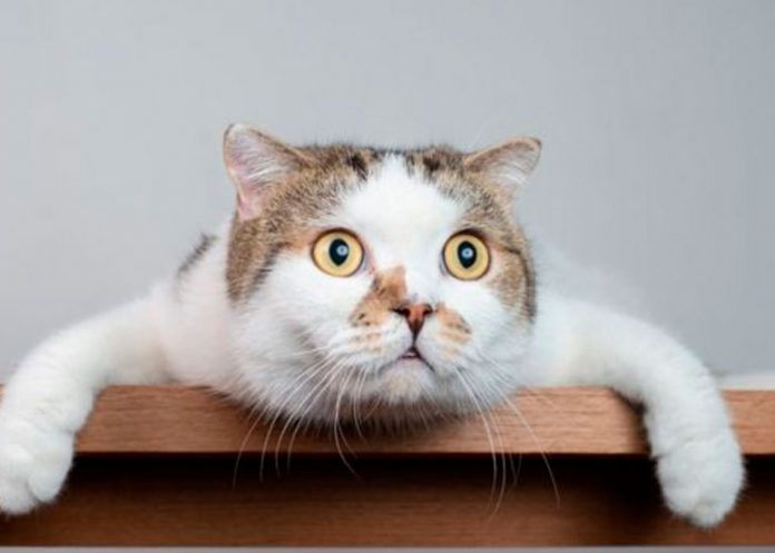 ¿Quieres hablar con tu gato? Esta aplicación 