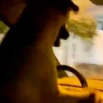 VIDEO: Arrestan a hombre por llevar de chofer a su perro