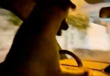 VIDEO: Arrestan a hombre por llevar de chofer a su perro VIDEO: Arrestan a hombre por llevar de chofer a su perro