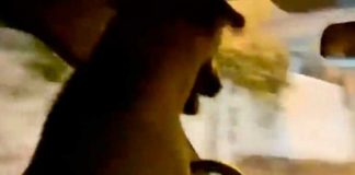 VIDEO: Arrestan a hombre por llevar de chofer a su perro