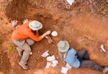 Arqueólogos descubren restos del dinosaurio más antiguo en África Arqueólogos descubren restos del dinosaurio más antiguo en África