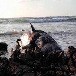 Aparecen más de una docena de ballenas muertas en el sur de Australia Aparecen más de una docena de ballenas muertas en el sur de Australia