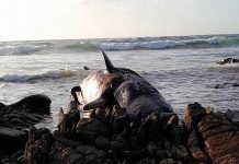 Aparecen más de una docena de ballenas muertas en el sur de Australia