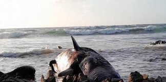 Aparecen más de una docena de ballenas muertas en el sur de Australia