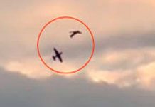 ¡Aterrador! En pleno vuelo dos avionetas chocaron en el cielo de Alemania