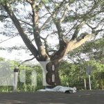 Nueva tragedia vial con el infame «Árbol de la Muerte» en Estelí Trágico accidente cobra dos vidas en Estelí