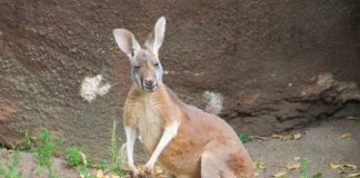 Ataque mortal de un canguro deja la muerte de un "viejito" en Australia
