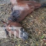 ¡Clase rayo! Mata a caballo y deja grave a su dueño en Managua Caballo muerto por fulminante rayo en Managua