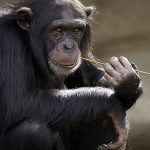 Intresante: Chimpancés exhiben diferencias culturales en el uso de herramientas