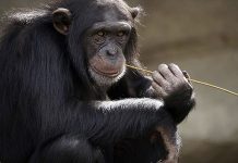 Intresante: Chimpancés exhiben diferencias culturales en el uso de herramientas