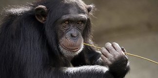 Intresante: Chimpancés exhiben diferencias culturales en el uso de herramientas