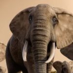 Descubren un colmillo de elefante de hace millón de años en Israel Descubren un colmillo de elefante de hace millón de años en Israel