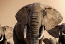Descubren un colmillo de elefante de hace millón de años en Israel