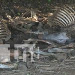 Hartos por destace clandestino de caballos en Sabana Grande Destace de caballos en basurero clandestino de Sabana Grande