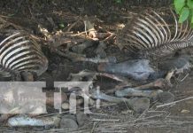 Hartos por destace clandestino de caballos en Sabana Grande Destace de caballos en basurero clandestino de Sabana Grande