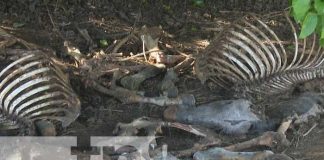 Destace de caballos en basurero clandestino de Sabana Grande