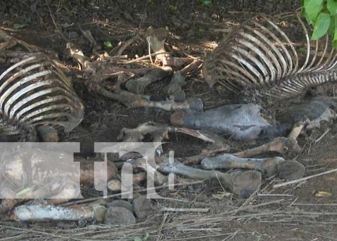 Destace de caballos en basurero clandestino de Sabana Grande