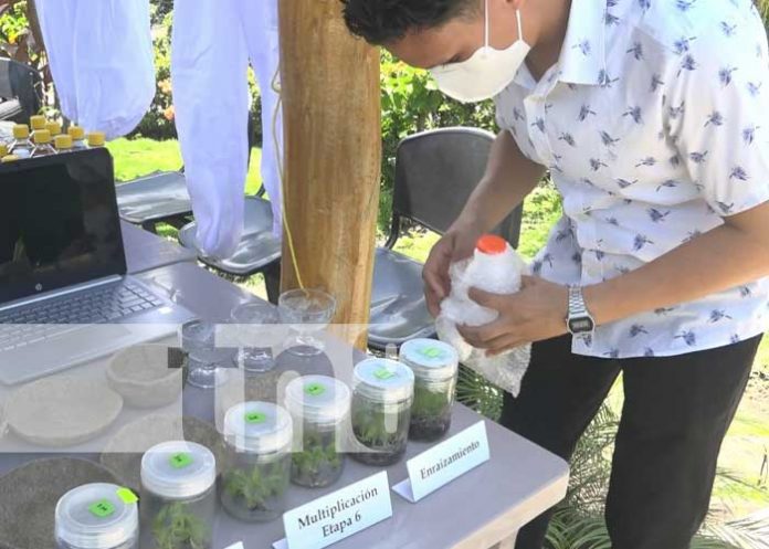 El INTA presentó un proyecto de envases biodegradables en Ometepe