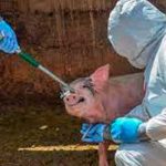 Alarma en Europa tras propagación de la peste porcina