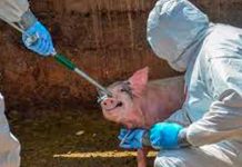 Alarma en Europa tras propagación de la peste porcina Alarma en Europa tras propagación de la peste porcina