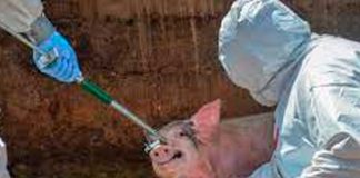 Alarma en Europa tras propagación de la peste porcina