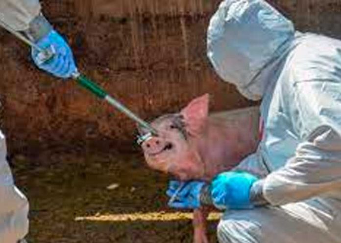 europa3 Alarma en Europa tras propagación de la peste porcina