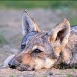 Los lobos también pueden sentir y mostrar afecto por las personas