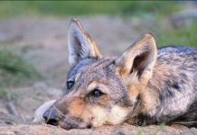 Los lobos también pueden sentir y mostrar afecto por las personas Los lobos también pueden sentir y mostrar afecto por las personas