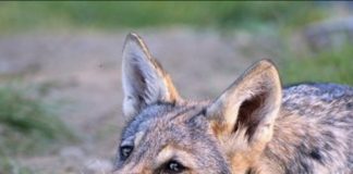 Los lobos también pueden sentir y mostrar afecto por las personas