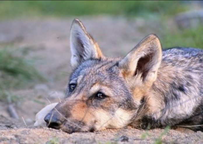 Los lobos también pueden sentir y mostrar afecto por las personas